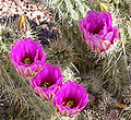 Echinocereus engelmannii