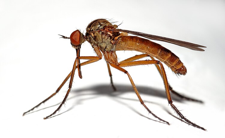 Мужская особь толкунчика (Empis livida)