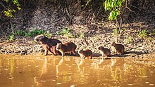 Capibara (Hydrochoerus hydrochaeris) Parque Nacional y Área Natural de Manejo Integrado Madidi, Bolivia.