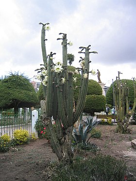 Echinopsis pachanoi florindo