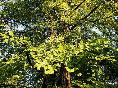 Ginkgo biloba