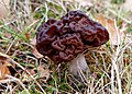 Gyromitra esculenta