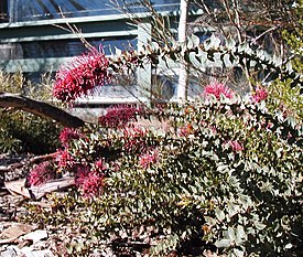 Цветущая Hakea myrtoides.