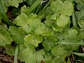 Anemone transsilvanica leaves