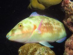 Un poisson-perroquet jaune (Hipposcarus harid)