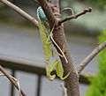 Hierodula patellifera laying ootheca