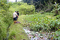Several small loʻi or pondfields in which taro (or kalo) is being grown in Hawaii