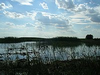 Landscape near Nagyszénás