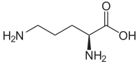 Image illustrative de l’article Ornithine