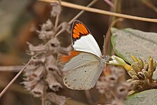 Male C. a. antevippe Gambia