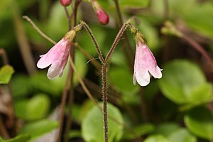 린네풀(Linnaea borealis)