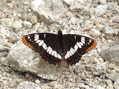 Limenitis lorquini