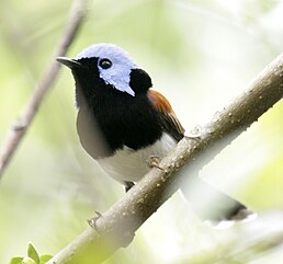 Малюр синьоголовий (Malurus amabilis)