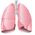 Lungs