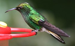 Male coppery-headed emerald, one of Costa Rica's endemics