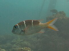 Un empereur à nageoires rouges (Monotaxis heterodon)