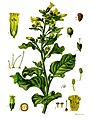 Nicotiana rustica L.