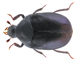 Orphilus beali