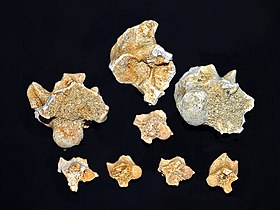 Vertèbres fossiles de Palaeophis maghrebianus de la région de Khouribga, au Maroc