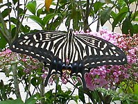 Papilio xuthus