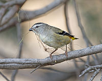 Female with nesting material (Risdon Brook, Tasmania, Australia)