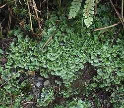 Pellia epiphylla