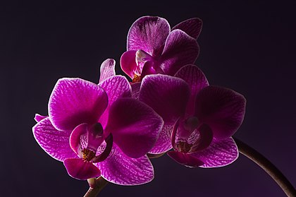 Cultivar roxa da orquídea-borboleta (Phalaenopsis) (definição 5 973 × 3 973)