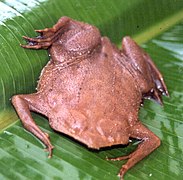 Pipa pipa, a species of frog found within the Amazon.