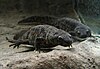 Iberian Ribbed Newts in an aquarium