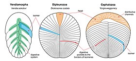 Anatomy of the three proarticulatan classes: Vendiamorpha, Dipleurozoa and Cephalozoa