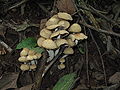 Psilocybe zapotecorum