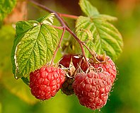 The raspberry is an aggregate fruit. Each raspberry develops from one flower, but its flower has many ovaries that become the small circular drupes making up the raspberry. There is a seed in each drupe.