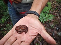 Description de l'image Rhinella roqueana 32302817.jpg.