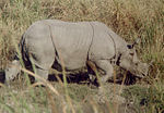 Rhino side view