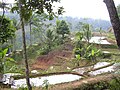 Campos de arroz cos típicos socalcos enchoupados na illa de Xava (Indonesia).