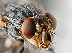 Housefly