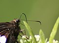 Hooked antennae – Epargyreus clarus (Hesperiidae)