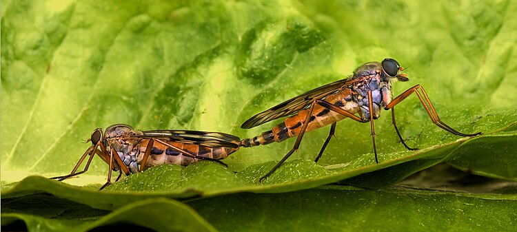 Спаривание бекасниц обыкновенных (Rhagio scolopaceus)