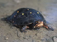 A spotted turtle standing on a sandy shore facing to the right.