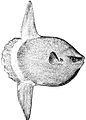 Image 5The huge ocean sunfish, a true resident of the ocean epipelagic zone, sometimes drifts with the current, eating jellyfish. (from Pelagic fish)