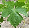 Feuille de syrah N.