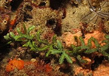 Caulerpa serrulata at Ponta do Ouro, Mozambique