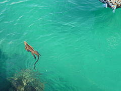 Iguane marin des Galapagos, Puerto Ayora.