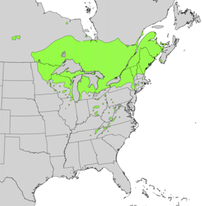 Description de l'image Thuja_occidentalis_range_map.png.