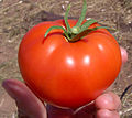 Image 33The tomato (jitomate, in central Mexico) was later cultivated by the pre-Hispanic civilizations of Mexico. (from Indigenous peoples of the Americas)