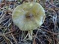 !Tricholoma sejunctum!