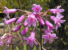 Тульбагия душистая (Tulbaghia simmleri)