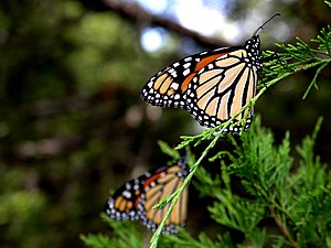 Monarch butterflies migrating.