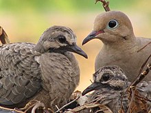 A mourning dove parent sitting with two chicks in a nest