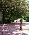 Sakura trees